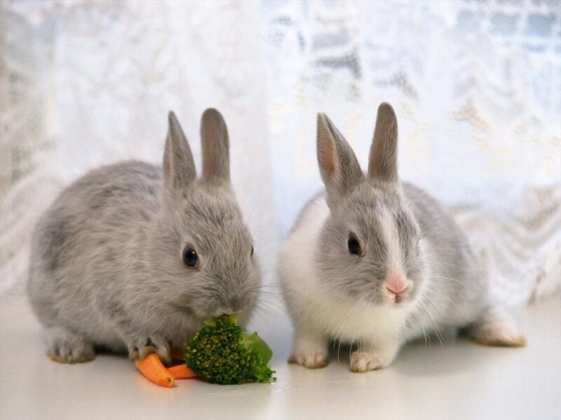 Hình 2 chú thỏ xám đang yêu