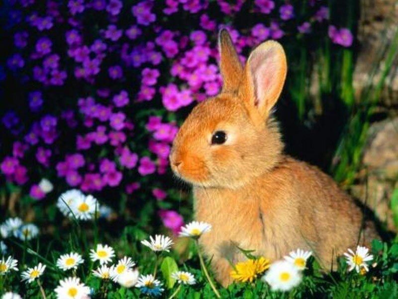 HInhf ảnh chú thỏ nâu đáng yêu trong vườn hoa