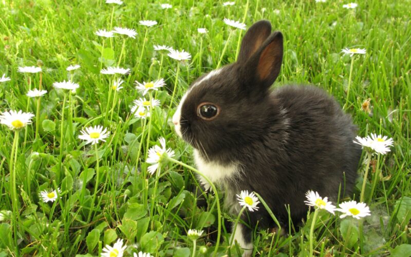Chú thỏ đen đáng yêu dưới vườn hoa trắng