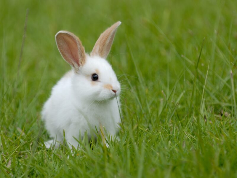 Ảnh thỏ con lông trắng đáng yêu dưới lá cây cỏ
