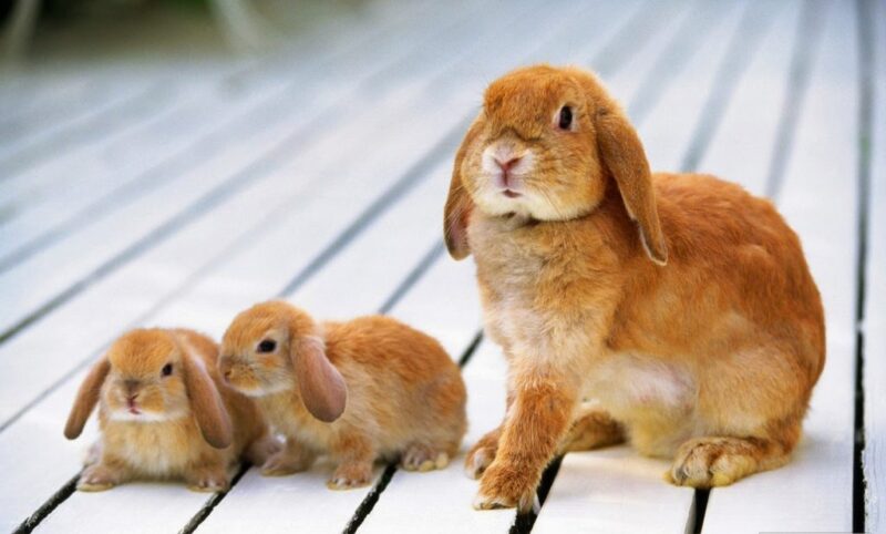 Ảnh chụp 3 mẹ con thỏ nâu đáng yêu