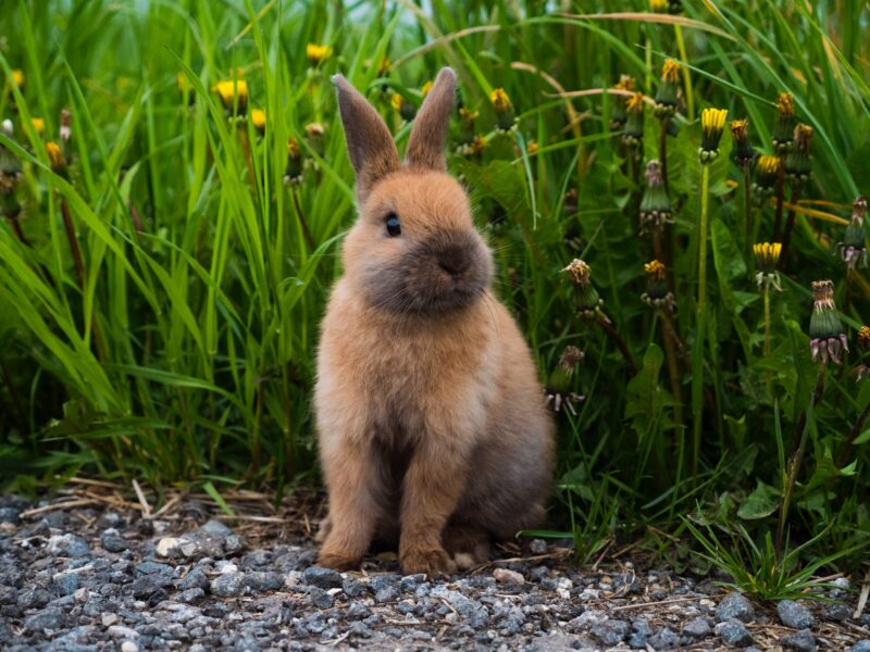Hình chụp chú thỏ xám sau vườn hoa