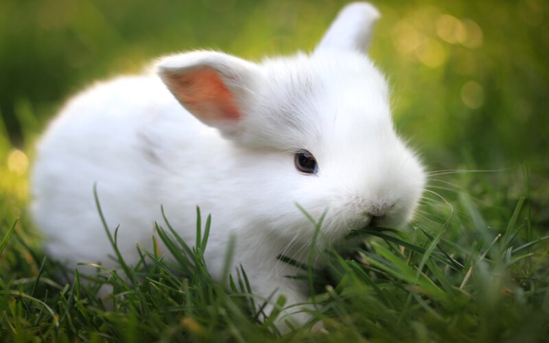 Hình chụp chú thỏ dang gặm cỏ ăn