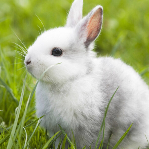 Hình chụp thỏ con lông trắng mắt đen đáng yêu
