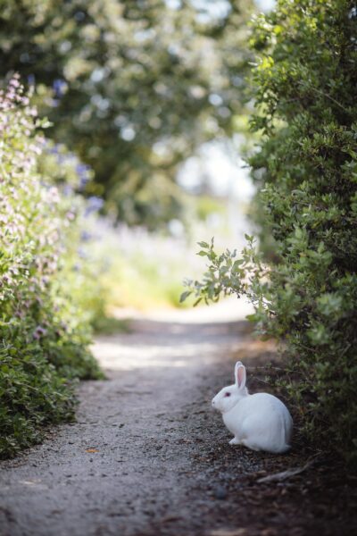 Hình chụp thỏ con lông trắng nhỏ ngoài đường