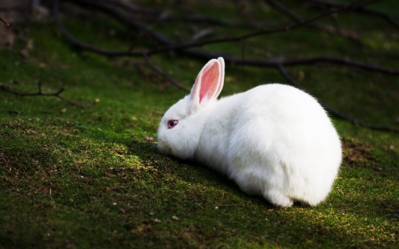Ảnh thỏ con trắng với đôi tay hồng đang gặm cỏ