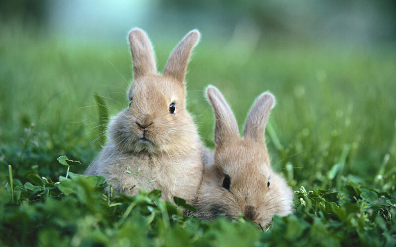 Hình 2 mẹ con thỏ xám