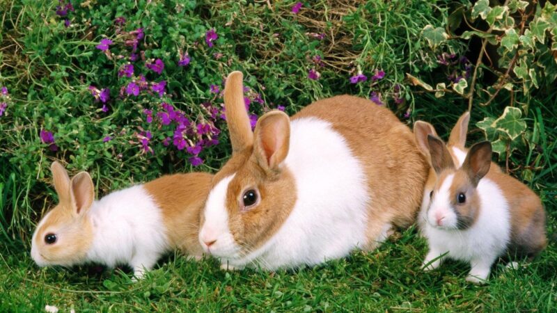 Hình chujo 3 chú thỏ đáng yêu
