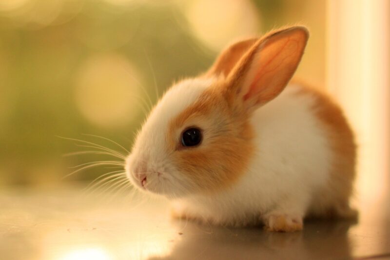 Hình chú thỏ nâu dễ thương, đáng yêu