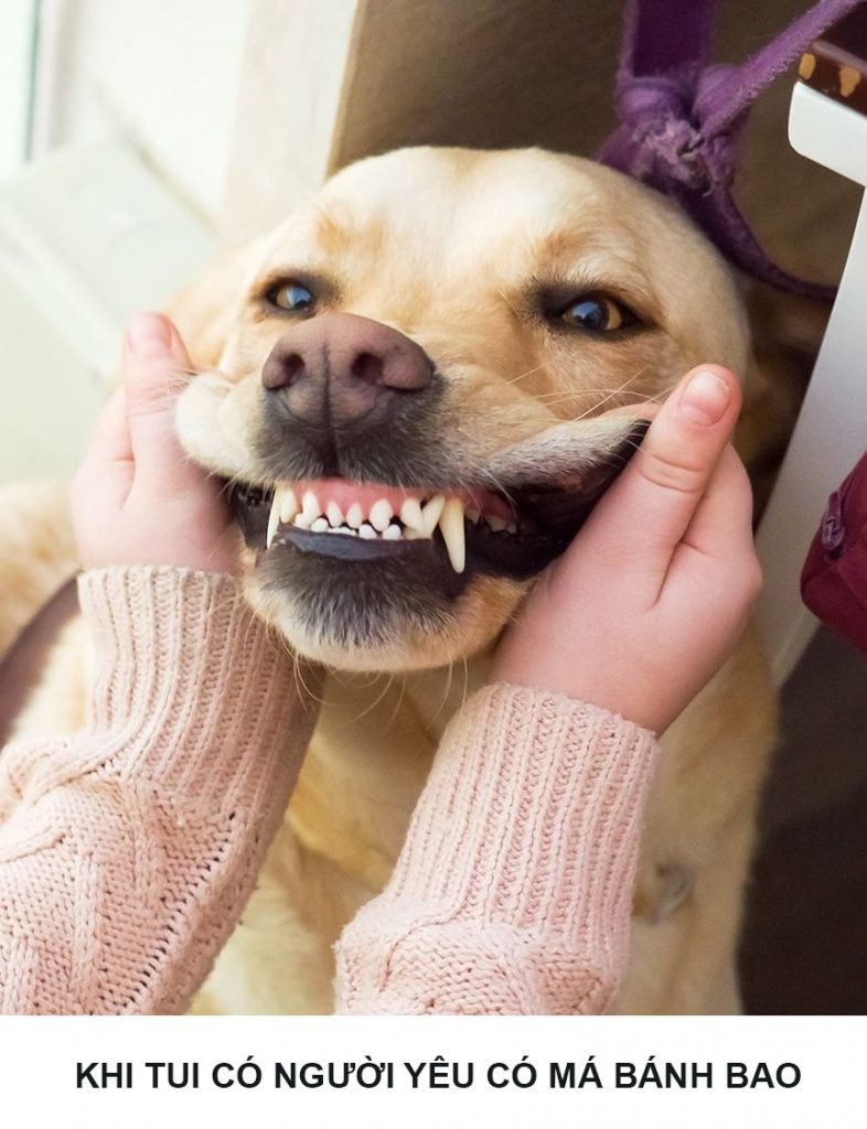Hình ảnh răng chó meme dễ thương