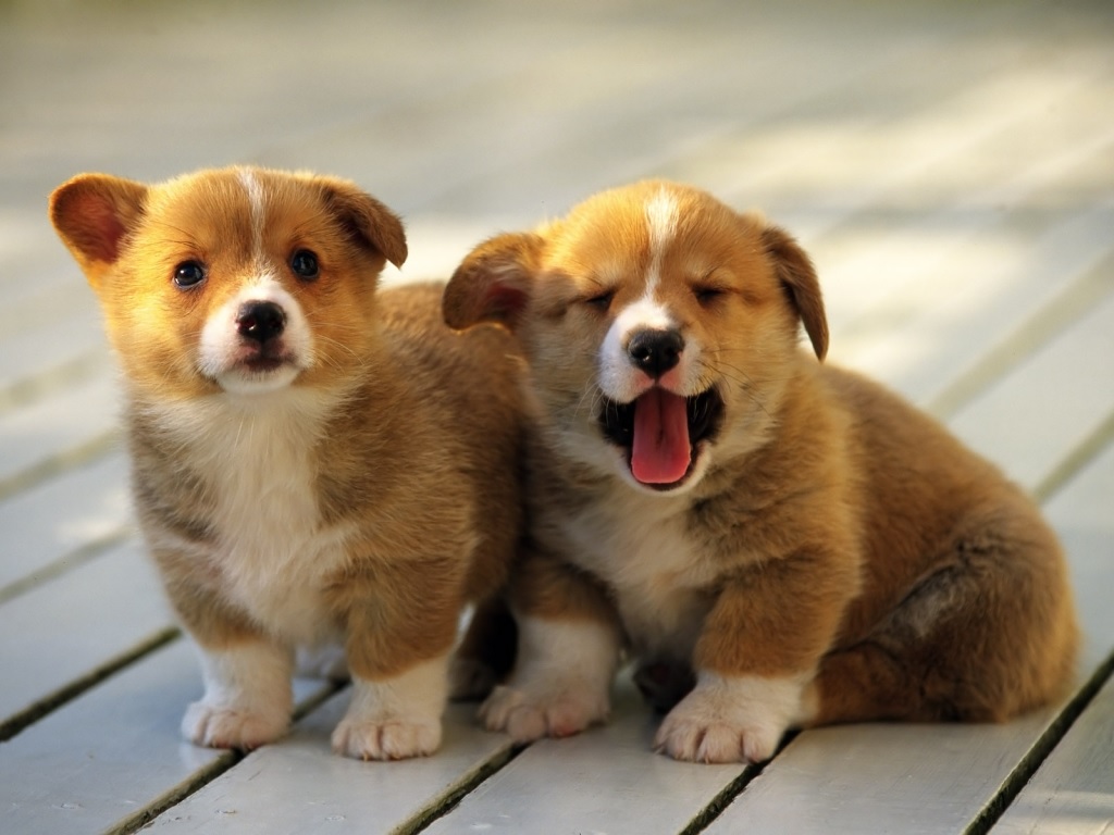 hình ảnh chó cute đẹp nhất khoảnh khắc hai bé cún con Corgi ngáp cực đáng yêu