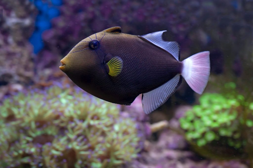 Hình ảnh con cá có màu sắc huyền bí cùng cặp lông mi trong rất hài nước