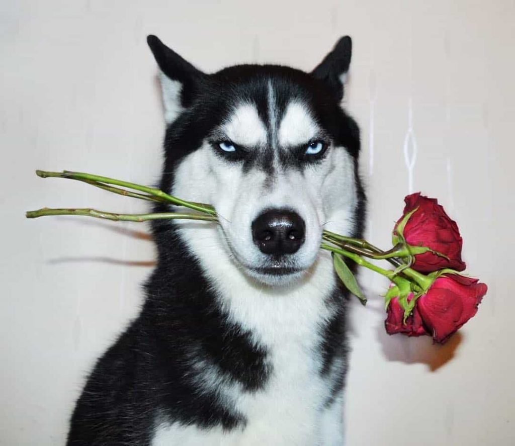 Hình ảnh chú chó Husky ngậm bông hồng với đôi mắt biếu cảm cực hài hước và ngáo ngơ