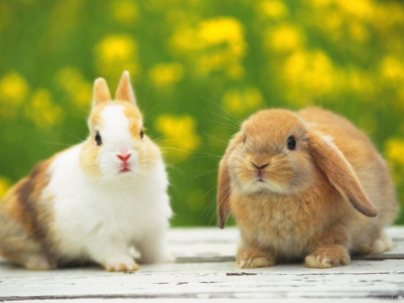 Hình 2 chú thỏ một trắng 1 nâu siêu cấp đáng yêu
