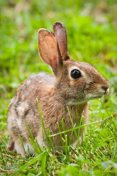 Hình ảnh chú thỏ nâu dưng đứng 2 tai dễ thương