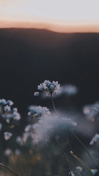Hoa nhí trắng mang tâm trạng buồn dưới ánh chiều tà
