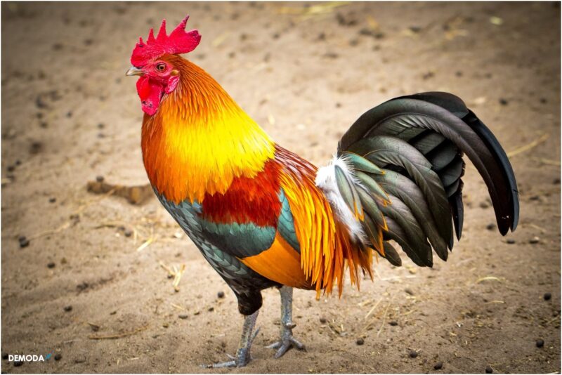 Hình ảnh con gà trống đẹp nhất dành cho các bạn đam mê gà chiến