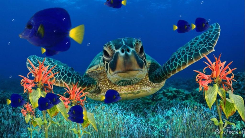 Đại dương xanh bao la và chú rùa đáng yêu
