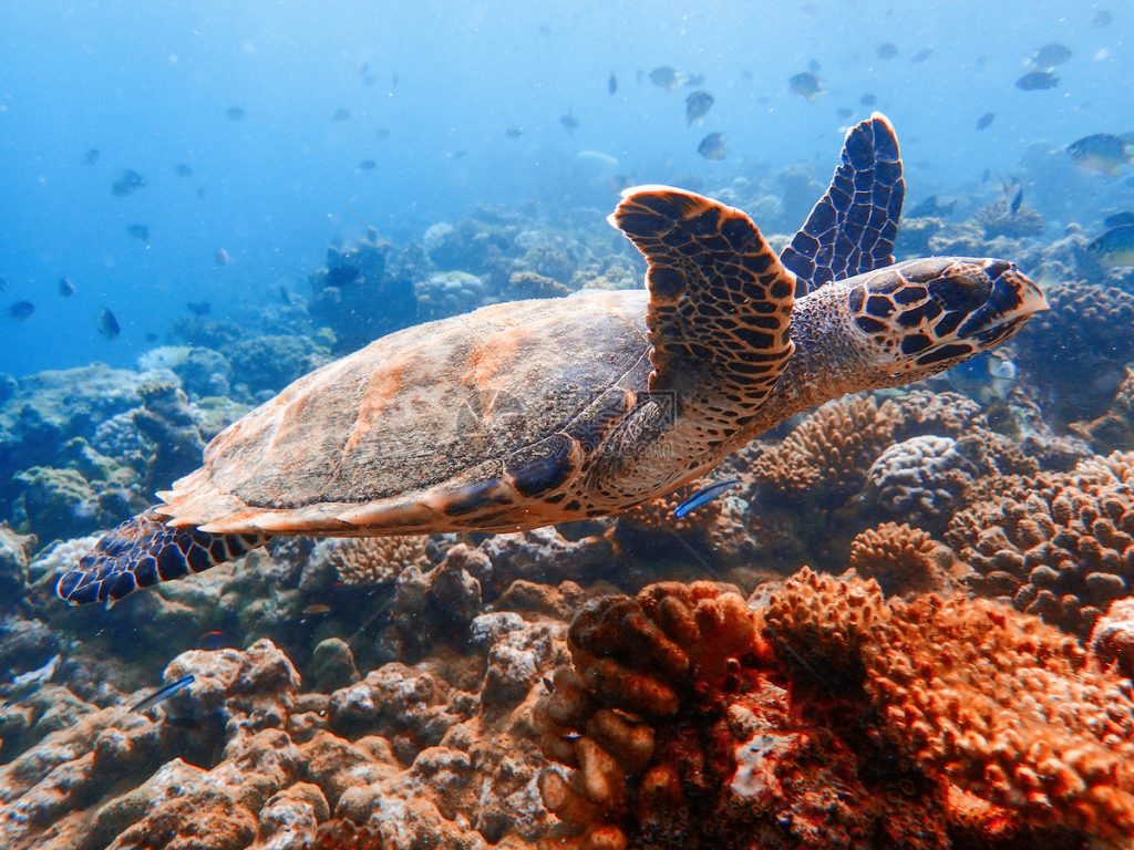 ảnh đẹp về loài rùa biển