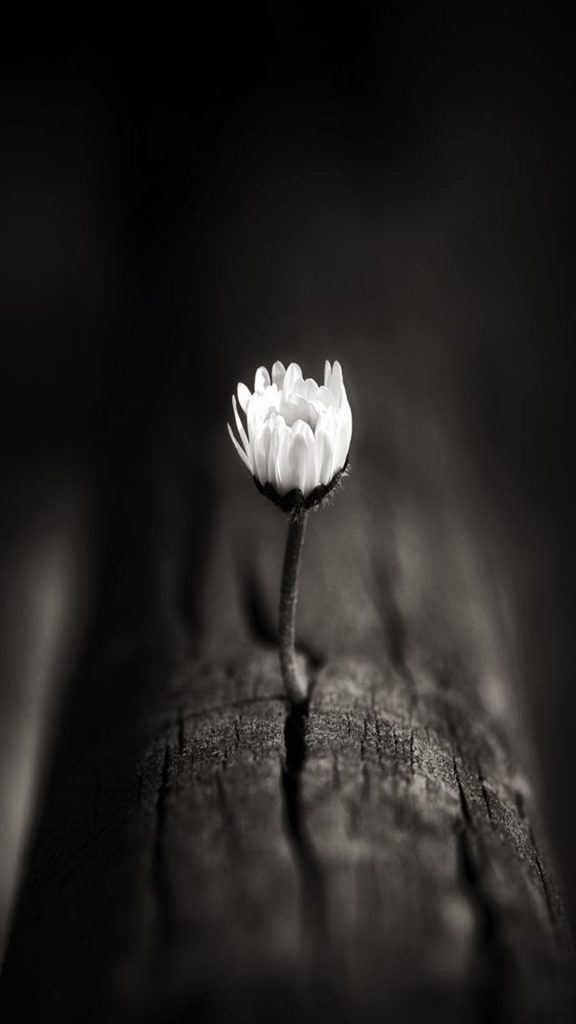 Hoa màu trắng đen thể hiện nỗi đau buồn