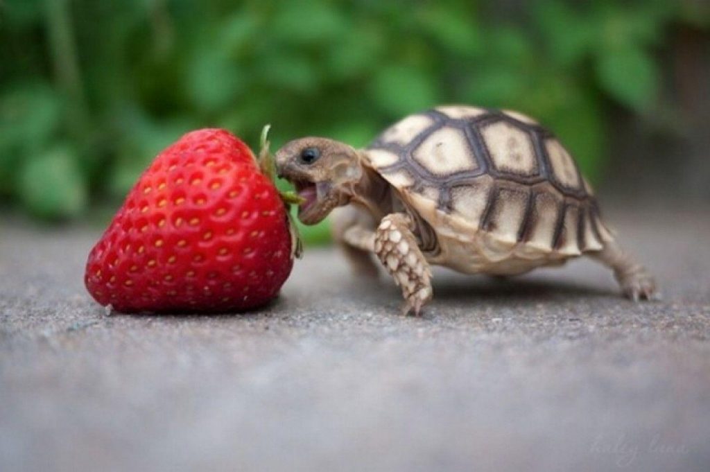 Rùa con và quả dâu tây trông rất cute