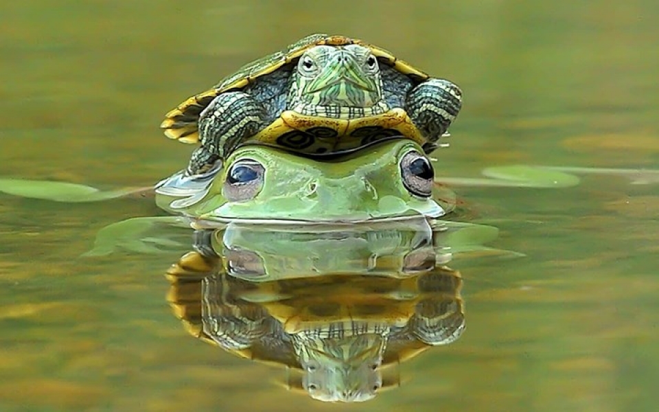 Rùa nằm trên ếch độc đáo mọi thời đại