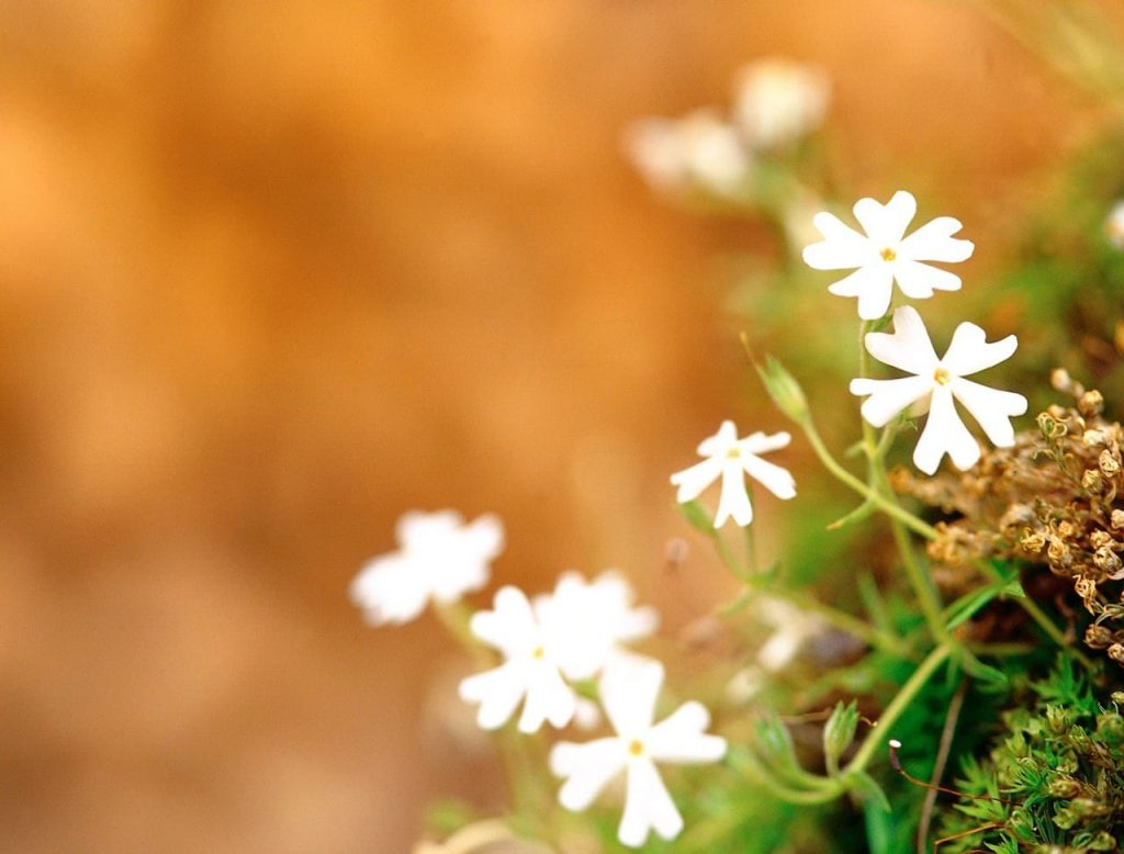 Vẻ đẹp của hoa dại trắng tinh
