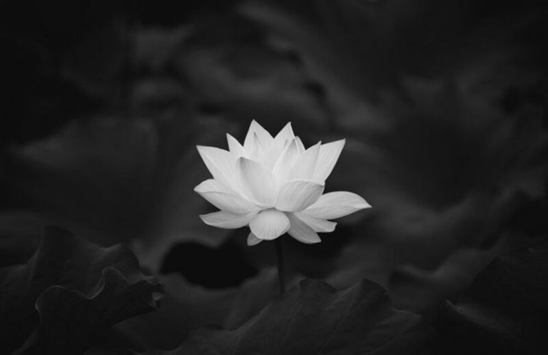 Hoa sen trắng nền đen đẹp mang ý nghĩa đau buồn