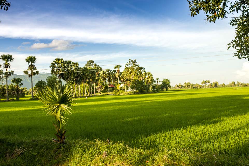 Đông ruộng làng quê Việt Nam