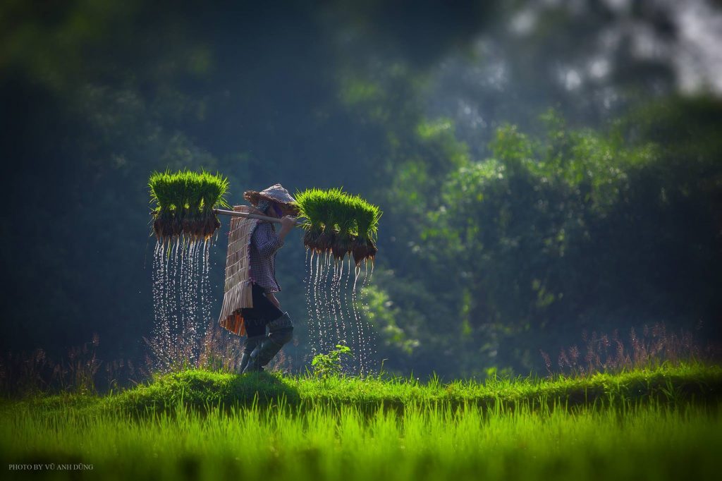 Ảnh làng quê Việt Nam trong mùa cấy lúa