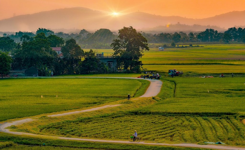 Phong cảnh làng quê Việt Nam 