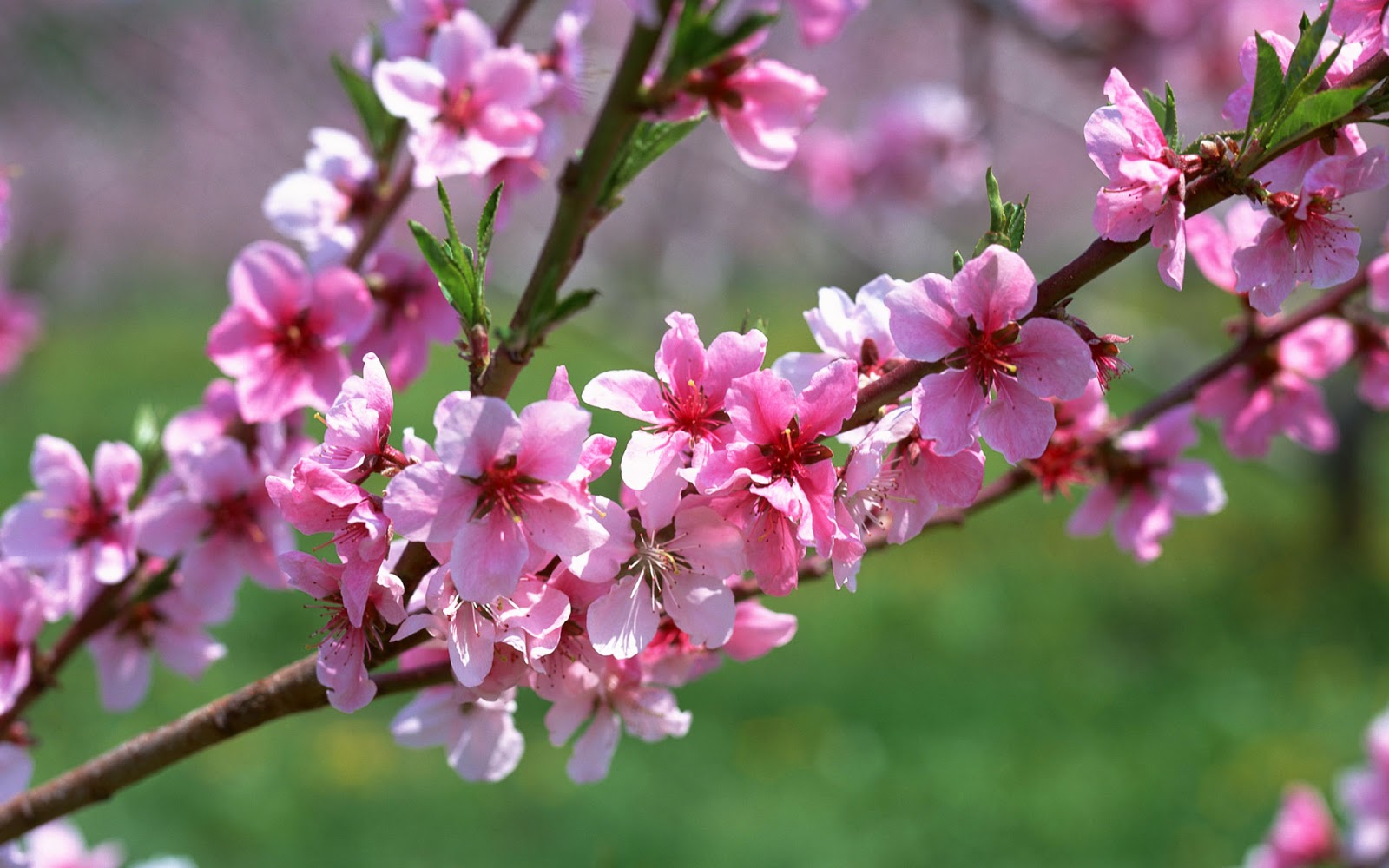 Tổng hợp] 50+ Hình ảnh mùa xuân thiên nhiên đẹp nhất 2023 | BroCanvas