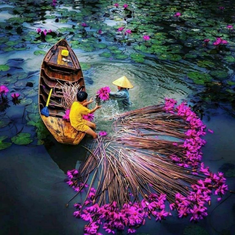 Khám phá vẻ đẹp qua hình ảnh quê hương đất nước Việt Nam